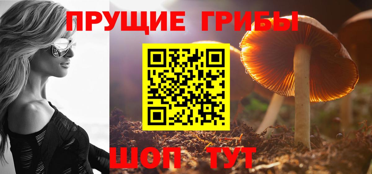 Псилоцибиновые грибы Psilocybe  Вход с VPN  Камень-на-Оби 